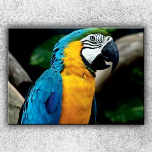 IMPAR Foto na plátno Modrý papoušek ara 70x50 cm